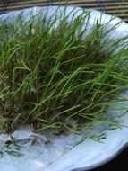 Grass Nature Plant