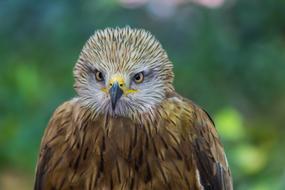 Wild Life Birds Nature