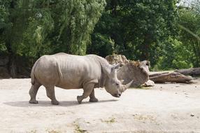 White Rhino Pachyderm