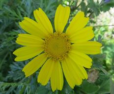 yellow plant sprout