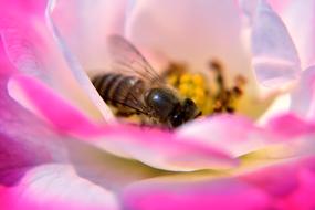 Rose Flower Honeybee