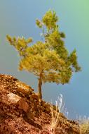 Pine Steinig Stones
