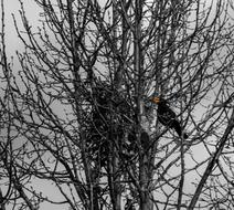 Tree Branch Winter