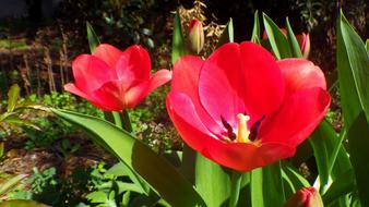 Flower Plant Nature
