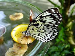 Butterfly Nature Insect