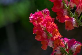 Flower Spring Nature