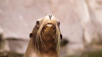 Sea ​​Lion Animals Nature