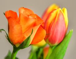 colorful and beautiful tulips