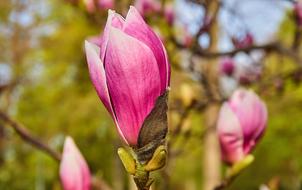Tulip Magnolia ×