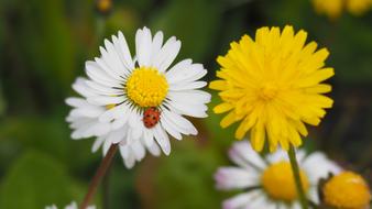 Nature Flower Insect