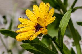 Marigold Raindrop Calendula