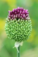 Leek Ornamental Onion Plant