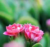 Spend Long Jeon Nature Plant