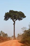 Bertholletia Excelsa Brazil Nut