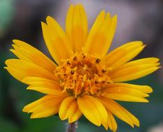 Wedelia Nature Flower