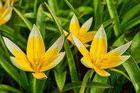 Tarda Tulip Tulipa
