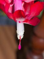 Christmas Cactus Flower Flowering