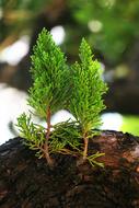 Nature Leaf Plant