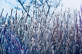 Frost Nature Winter