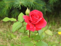 Beautiful Rose Garden Flowers