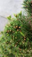 Tree Needle Pine
