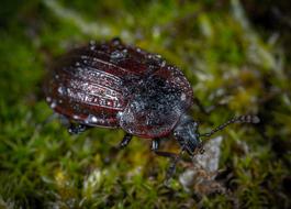 Bespozvonochnoe Beetle Nature