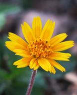 Wedelia Nature Flower