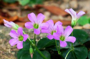 pink mini flowers