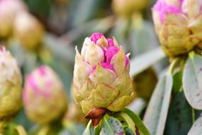 Rhododendron Buds Pink macro blur