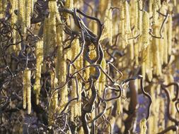 Lamb'S Tail Heyday Corkscrew Hazel