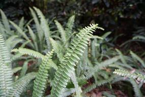 Nature Plant