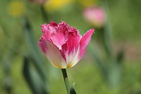 Tulip Pink Flower