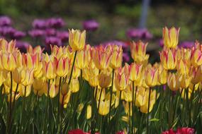 yellow gorgeous flowers lots of garden