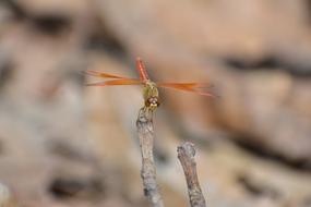 Dragon Fly Macro Close Up Nature