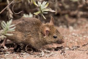 Field Mouse Nature