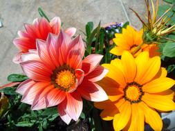 Flowers Orange Nature