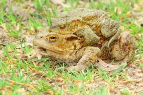 Toads Pairing At The Lake