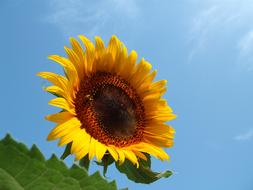 Nature Plant Summer