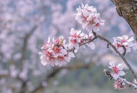Almond Flower Branch