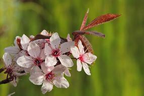 Tree Flowers Nature