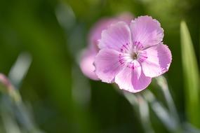 Flower Blossom Bloom