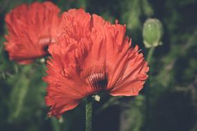 Poppy Orange Flower