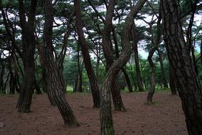 many trees in the forest