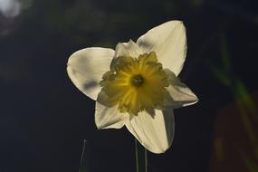 Narcissus Backlighting Yellow