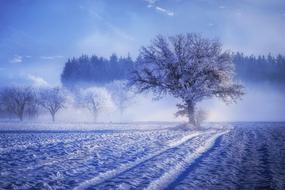Tree Fog Landscape