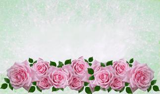 Greeting Card Rose Flower