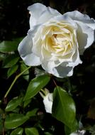 Flower Flora Rose