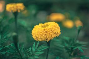 Flowers Marigold Yellow