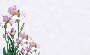 Greeting Card Iris Nature