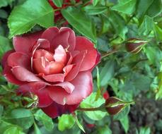 Flower Rose Nature